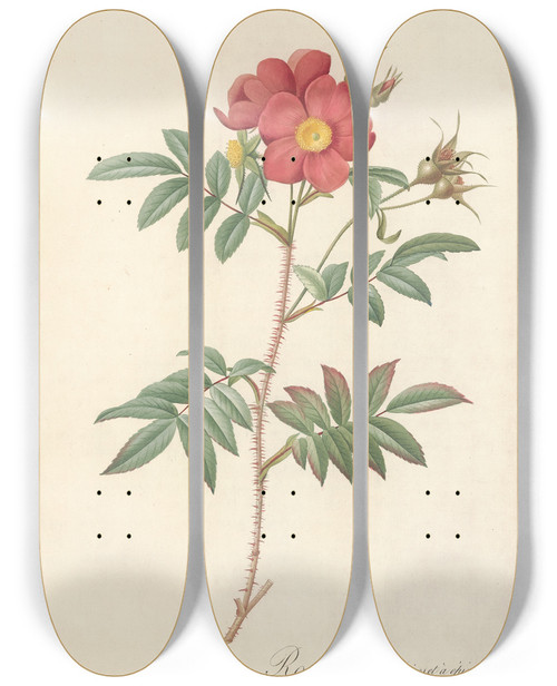 Triptych art skateboard deck of Pierre Joseph Redout Rosa Redutea Rubescens by Pierre Joseph Redoute (1759-1840)