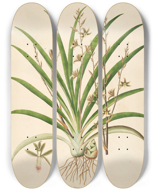Triptych art skateboard deck of William Roxburgh Plants Of The Coast Of Coromandel Pl038 by William Roxburgh (1751-1815)