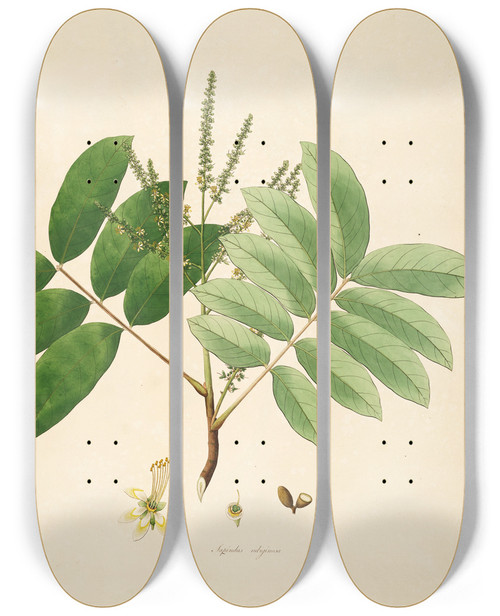 Triptych art skateboard deck of William Roxburgh Plants Of The Coast Of Coromandel Pl062 by William Roxburgh (1751-1815)