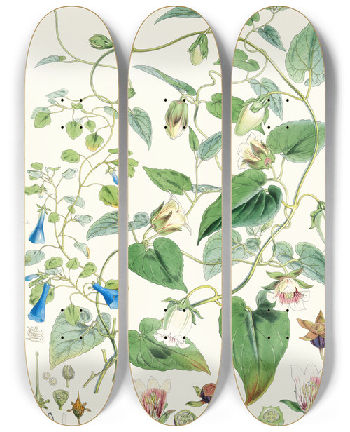 Triptych art skateboard deck of Walter Hood Fitch A C Gracilis H F Et T B Codonopsis Campanumcea Javanica Hf Et T C C Inflata Hf T by Walter Hood Fitch (1817-1892)