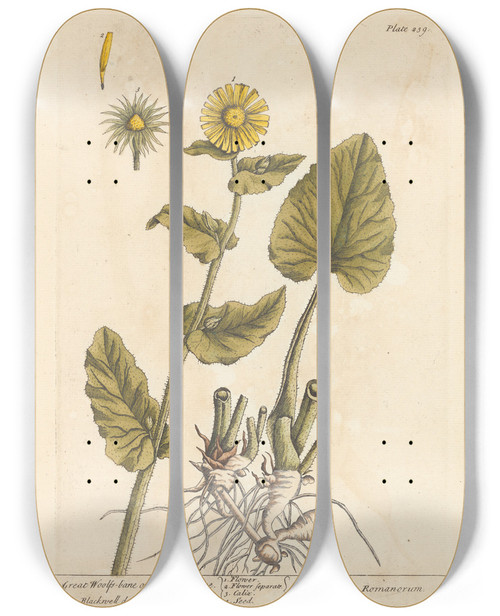 Triptych art skateboard deck of Elizabeth Blackwell Great Woolfsbane Or Leopardsbane by Elizabeth Blackwell (1707-1758)