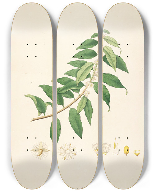 Triptych art skateboard deck of William Roxburgh Plants Of The Coast Of Coromandel Pl014 by William Roxburgh (1751-1815)
