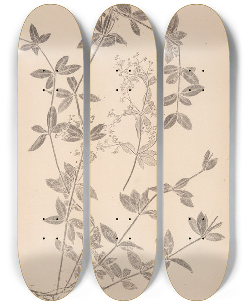 Triptych art skateboard deck of Louis Antoine Cusin Herbier De La Flore Franaise Pl0584 by Louis Antoine Cusin (1824-1901)