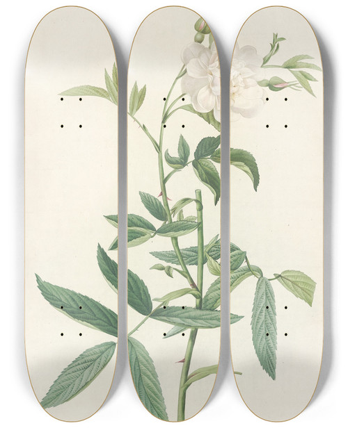 Triptych art skateboard deck of Pierre Joseph Redout Rosa Alba Cimbaefolia by Pierre Joseph Redoute (1759-1840)