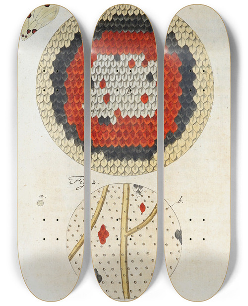 Triptych art skateboard deck of Martin Frobenius Ledermuller Amusement Microscopique Tant Pour Lesprit Que Pour Les Yeux Pl081 by Martin Frobenius Ledermu%Cc%88Ller (1719-1769)