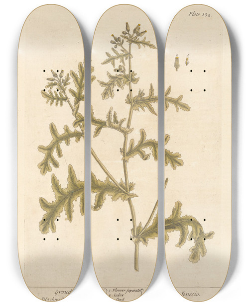 Triptych art skateboard deck of Elizabeth Blackwell Groudsel by Elizabeth Blackwell (1707-1758)