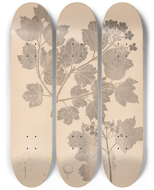 Triptych art skateboard deck of Louis Antoine Cusin Herbier De La Flore Franaise Pl0573 by Louis Antoine Cusin (1824-1901)