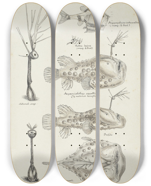 Triptych art skateboard deck of Frank Edward Clarke Illustrations Of Argyropelecus Intermedius Aegonichthys Appellii Profile And Dorsal Aspect by Frank Edward Clarke (1849-1899)