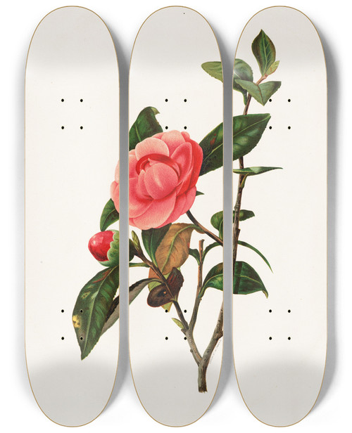 Triptych art skateboard deck of Louis Prang Camellia by Louis Prang (1824-1909)