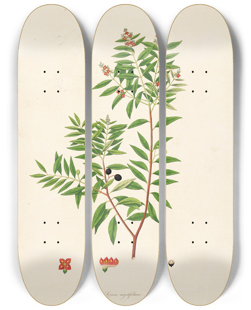 Triptych art skateboard deck of William Roxburgh Plants Of The Coast Of Coromandel Pl002 by William Roxburgh (1751-1815)