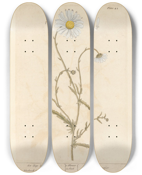 Triptych art skateboard deck of Elizabeth Blackwell Oxeye Daisy by Elizabeth Blackwell (1707-1758)