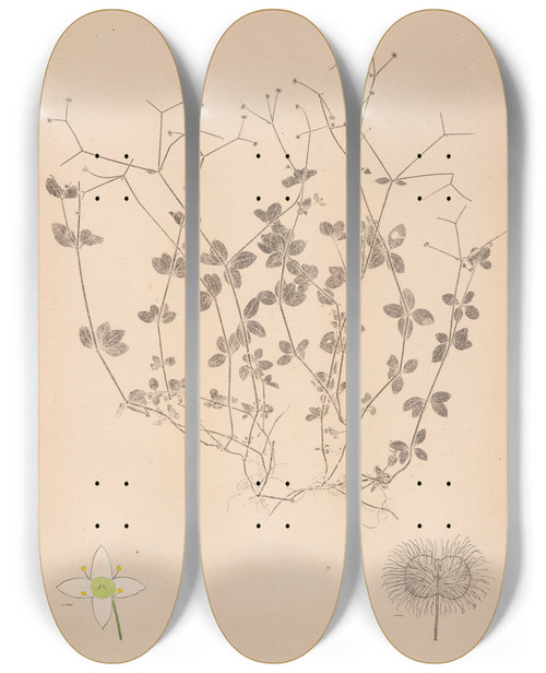 Triptych art skateboard deck of Louis Antoine Cusin Herbier De La Flore Franaise Pl0590 by Louis Antoine Cusin (1824-1901)