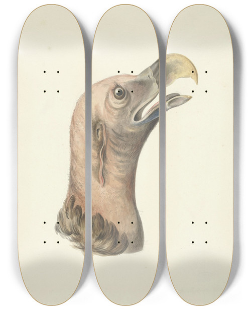 Triptych art skateboard deck of Circle Of Franois Levaillant Kop Van Een Oorgier Otogyps Auricularis Daud by Circle Of Francois Levaillant (1753-1828)