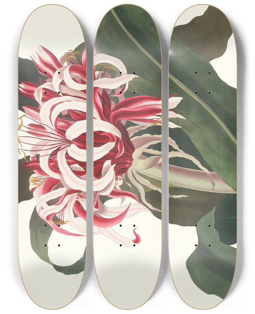 Triptych art skateboard deck of Priscilla Susan Bury Crinium Augustum Queen Emma by Priscilla Susan Bury (1799-1872)