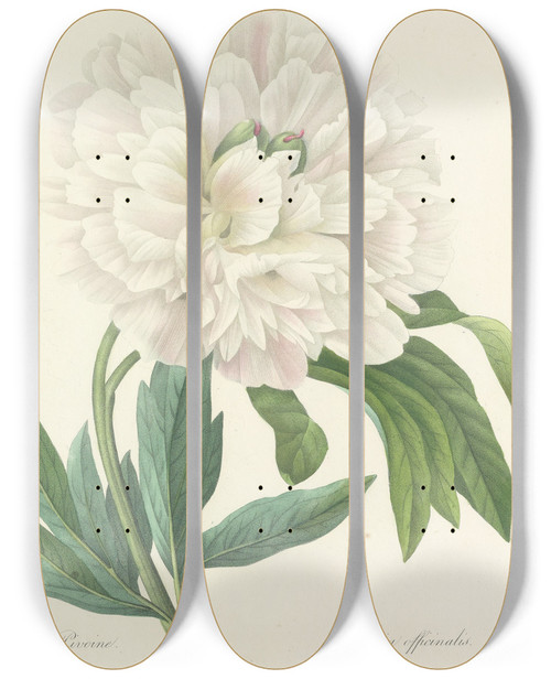 Triptych art skateboard deck of Pierre Joseph Redout Choix Des Plus Belles Fleurs Pl 072 by Pierre Joseph Redoute (1759-1840)