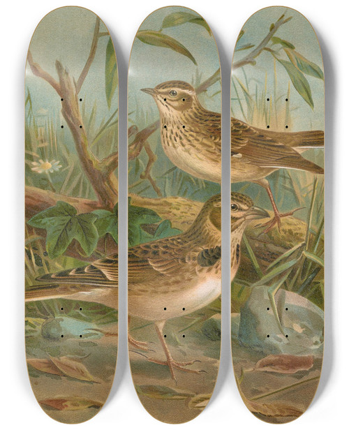 Triptych art skateboard deck of Johann Friedrich Naumann Melanocorypha Calandra Lullula Arborea by Johann Friedrich Naumann (1780-1857)
