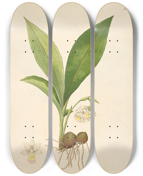 Triptych art skateboard deck of William Roxburgh Plants Of The Coast Of Coromandel Pl039 by William Roxburgh (1751-1815)