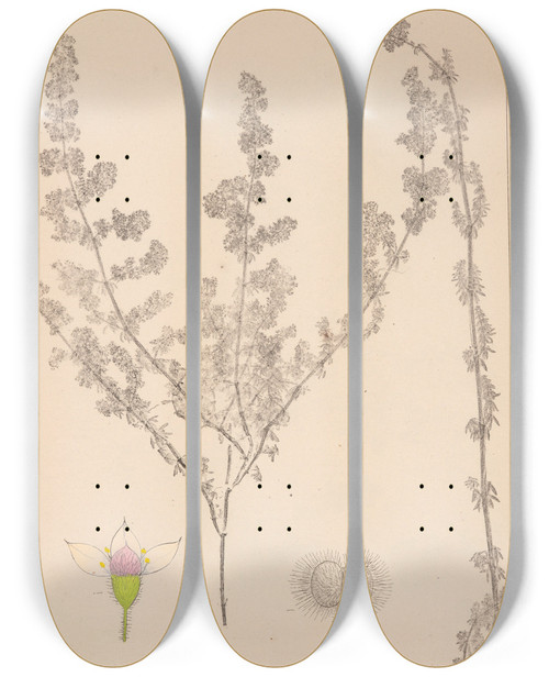 Triptych art skateboard deck of Louis Antoine Cusin Herbier De La Flore Franaise Pl0605 by Louis Antoine Cusin (1824-1901)