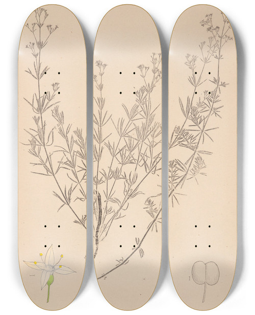 Triptych art skateboard deck of Louis Antoine Cusin Herbier De La Flore Franaise Pl0595 by Louis Antoine Cusin (1824-1901)