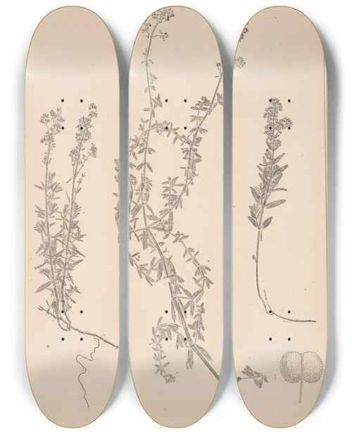 Triptych art skateboard deck of Louis Antoine Cusin Herbier De La Flore Franaise Pl0593 by Louis Antoine Cusin (1824-1901)