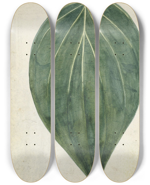 Triptych art skateboard deck of Jan Brandes Sirih Of Betelblad by Jan Brandes (1743-1808)