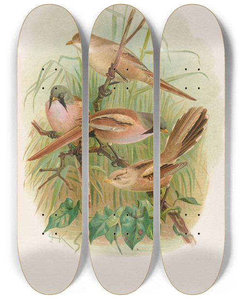 Triptych art skateboard deck of Johann Friedrich Naumann Panurus Biarmicus by Johann Friedrich Naumann (1780-1857)