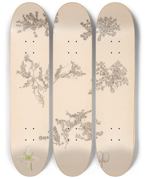 Triptych art skateboard deck of Louis Antoine Cusin Herbier De La Flore Franaise Pl0633 by Louis Antoine Cusin (1824-1901)