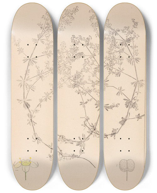 Triptych art skateboard deck of Louis Antoine Cusin Herbier De La Flore Franaise Pl0615 by Louis Antoine Cusin (1824-1901)