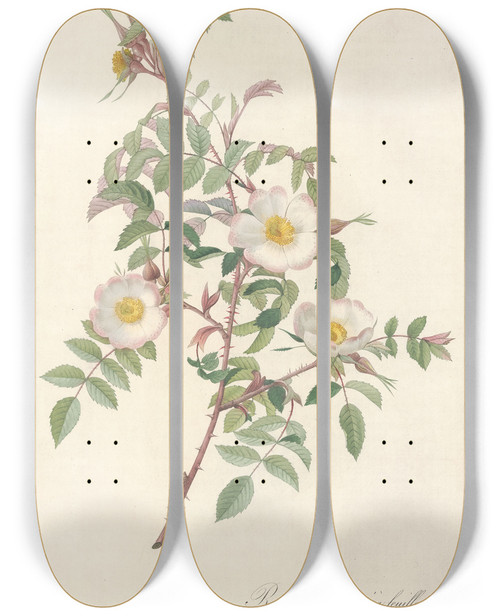 Triptych art skateboard deck of Pierre Joseph Redout Rosa Redutea Glauca by Pierre Joseph Redoute (1759-1840)