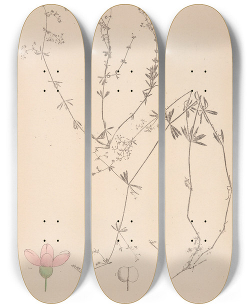 Triptych art skateboard deck of Louis Antoine Cusin Herbier De La Flore Franaise Pl0614 by Louis Antoine Cusin (1824-1901)