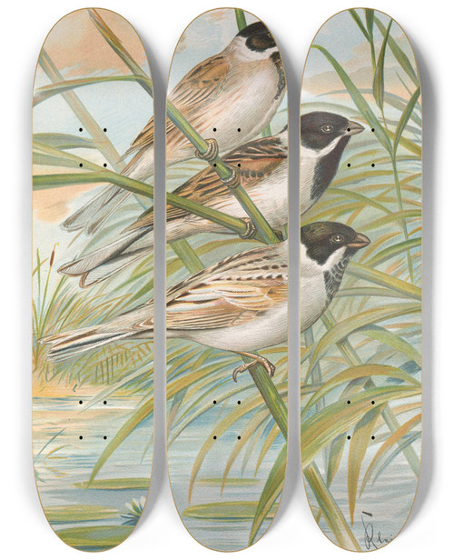 Triptych art skateboard deck of Johann Friedrich Naumann Emberiza Intermedia Michahelles Emberiza Palustris Savi Emberiza Pyrrhuloides Pall by Johann Friedrich Naumann (1780-1857)