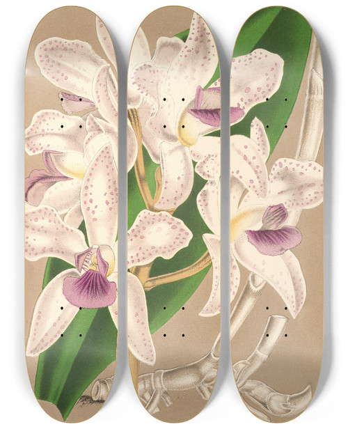 Triptych art skateboard deck of Charles Antoine Lemaire Cattleya Amethystoglossa by Charles Antoine Lemaire (1800-1871)
