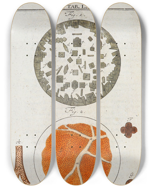 Triptych art skateboard deck of Martin Frobenius Ledermuller Amusement Microscopique Tant Pour Lesprit Que Pour Les Yeux Pl050 by Martin Frobenius Ledermu%Cc%88Ller (1719-1769)