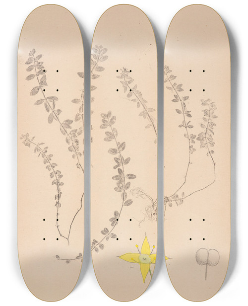 Triptych art skateboard deck of Louis Antoine Cusin Herbier De La Flore Franaise Pl0588 by Louis Antoine Cusin (1824-1901)