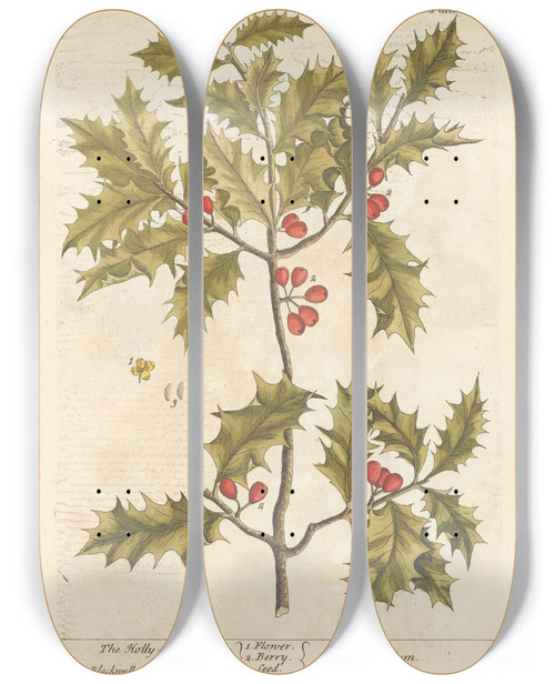 Triptych art skateboard deck of Elizabeth Blackwell The Hollytree by Elizabeth Blackwell (1707-1758)