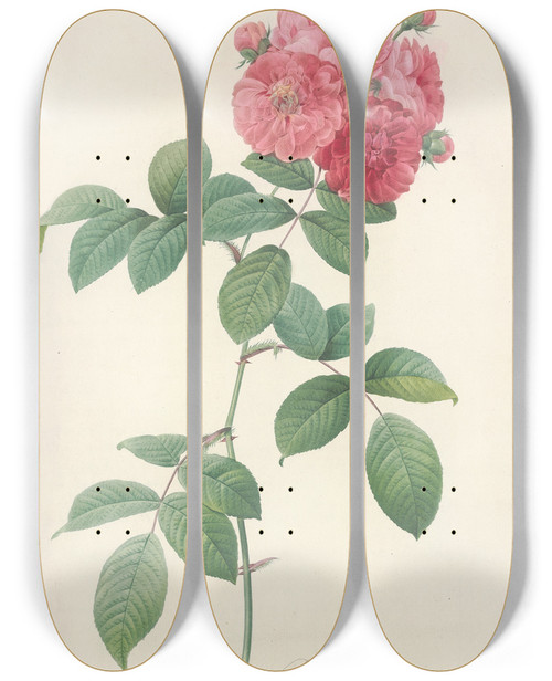Triptych art skateboard deck of Pierre Joseph Redout Rosa Multiflora Platyphylla by Pierre Joseph Redoute (1759-1840)