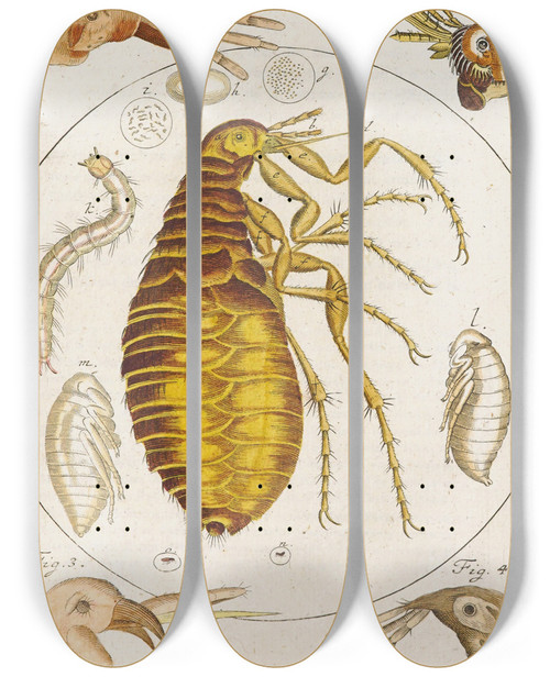 Triptych art skateboard deck of Martin Frobenius Ledermuller Amusement Microscopique Tant Pour Lesprit Que Pour Les Yeux Pl021 by Martin Frobenius Ledermu%Cc%88Ller (1719-1769)