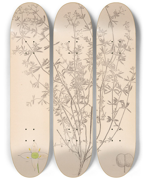 Triptych art skateboard deck of Louis Antoine Cusin Herbier De La Flore Franaise Pl0608 by Louis Antoine Cusin (1824-1901)