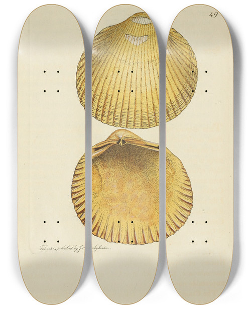 Triptych art skateboard deck of James Sowerby The Mineral Conchology Of Great Britain Pl050 by James Sowerby (1757-1822)