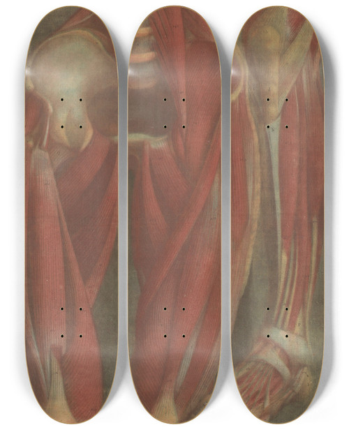 Triptych art skateboard deck of Jacques Fabien Gautier Dagoty Anatomical Muscle Models Of The Pelvis And A Leg by Jacques Fabien Gautier d'Agoty (1711-1786)