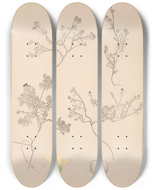 Triptych art skateboard deck of Louis Antoine Cusin Herbier De La Flore Franaise Pl0636 by Louis Antoine Cusin (1824-1901)