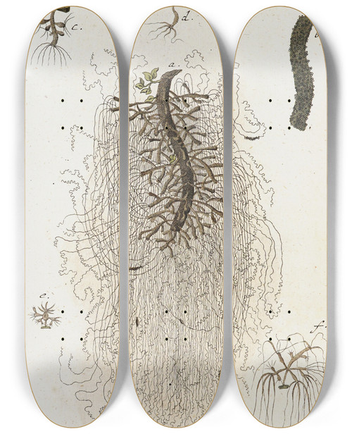 Triptych art skateboard deck of Martin Frobenius Ledermuller Amusement Microscopique Tant Pour Lesprit Que Pour Les Yeux Pl071 by Martin Frobenius Ledermu%Cc%88Ller (1719-1769)