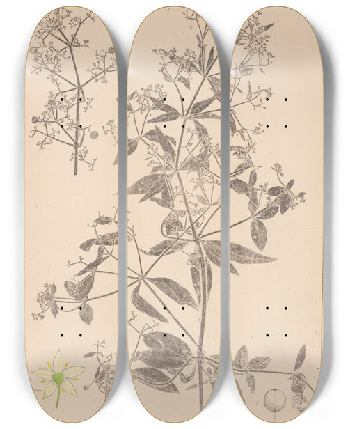 Triptych art skateboard deck of Louis Antoine Cusin Herbier De La Flore Franaise Pl0586 by Louis Antoine Cusin (1824-1901)