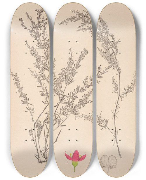Triptych art skateboard deck of Louis Antoine Cusin Herbier De La Flore Franaise Pl0599 by Louis Antoine Cusin (1824-1901)