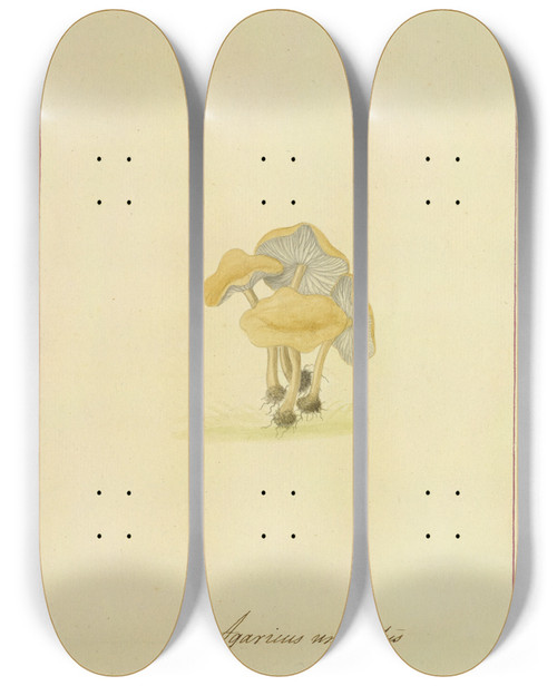 Triptych art skateboard deck of James Bolton Icons Fungorum Circa Halifax Sponte Nascentium Pl019 by James Bolton (1735-1799)