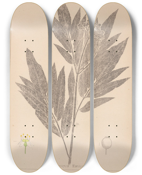 Triptych art skateboard deck of Louis Antoine Cusin Herbier De La Flore Franaise Pl0568 by Louis Antoine Cusin (1824-1901)