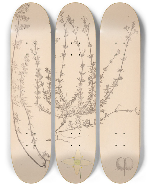 Triptych art skateboard deck of Louis Antoine Cusin Herbier De La Flore Franaise Pl0611 by Louis Antoine Cusin (1824-1901)
