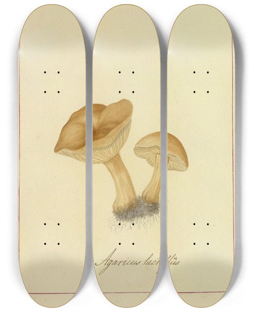 Triptych art skateboard deck of James Bolton Icons Fungorum Circa Halifax Sponte Nascentium Pl018 by James Bolton (1735-1799)