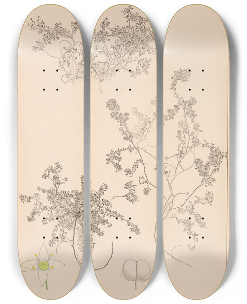 Triptych art skateboard deck of Louis Antoine Cusin Herbier De La Flore Franaise Pl0635 by Louis Antoine Cusin (1824-1901)