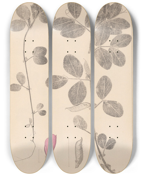 Triptych art skateboard deck of Louis Antoine Cusin Herbier De La Flore Franaise Pl0458 by Louis Antoine Cusin (1824-1901)